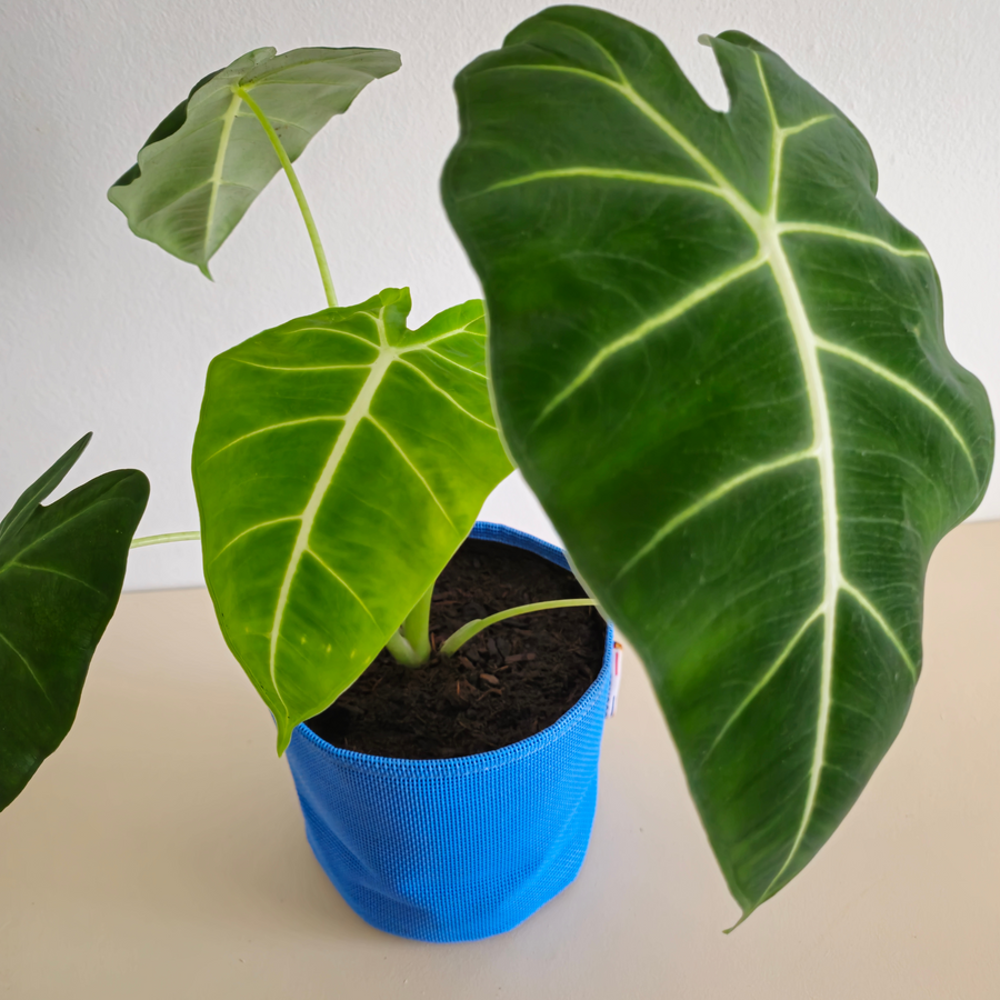 Alocasia Frydek