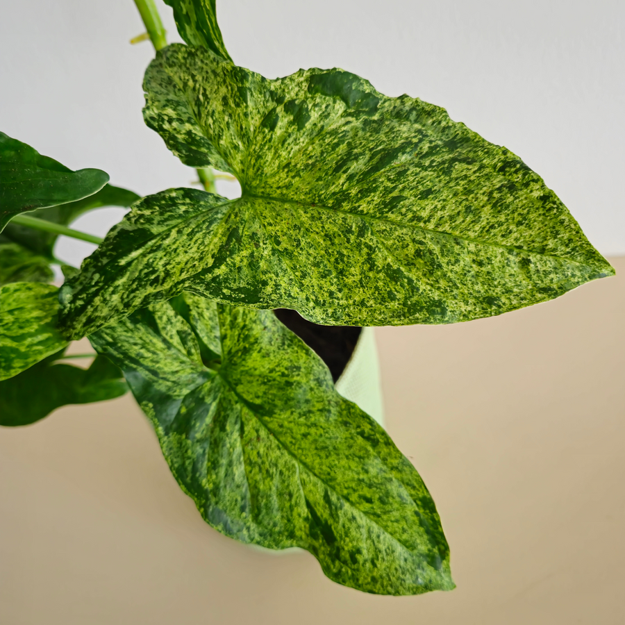 Syngonium Mottled "Mojito"