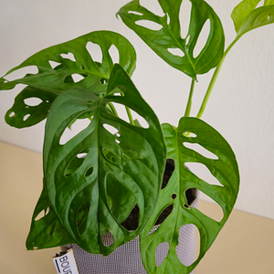 Monstera Adansonii - Monkey Mask