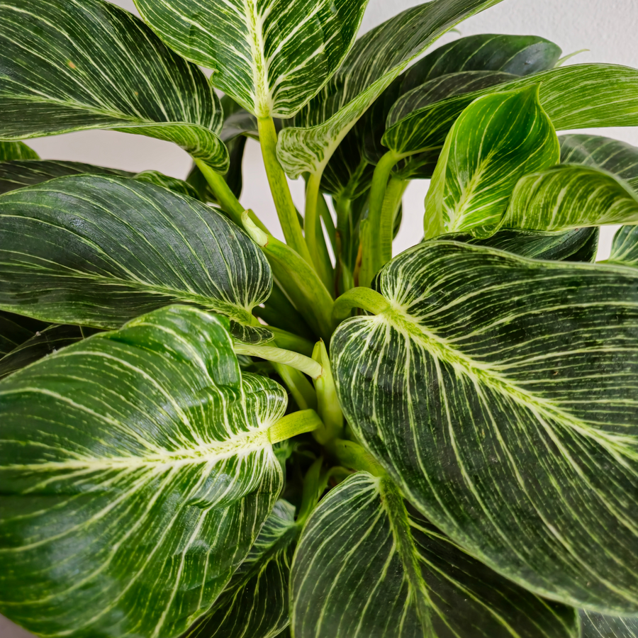 Philodendron Birkin