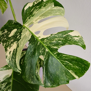 Monstera Deliciosa Variegata