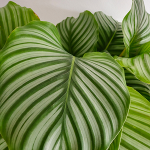 Calathea Orbifolia