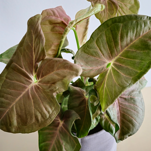 Syngonium Neon Robusta