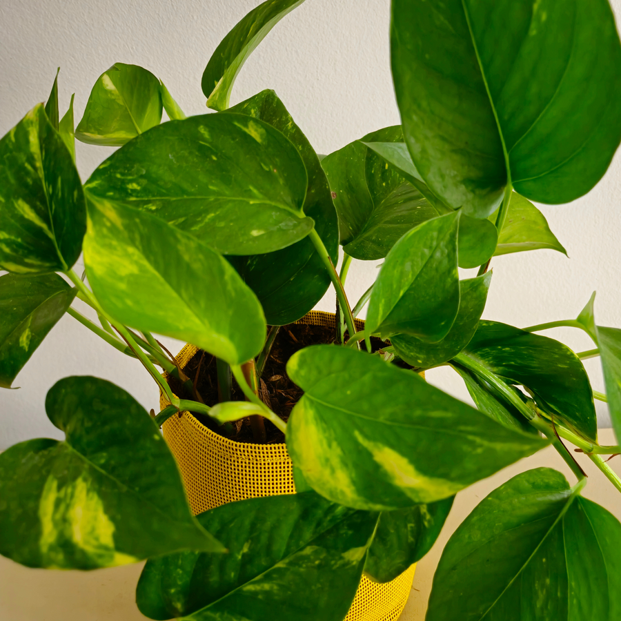 Epipremnum Aureum