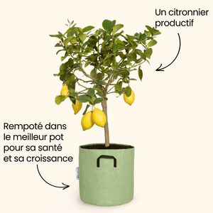 Citronnier jaune - Citrus Lemon