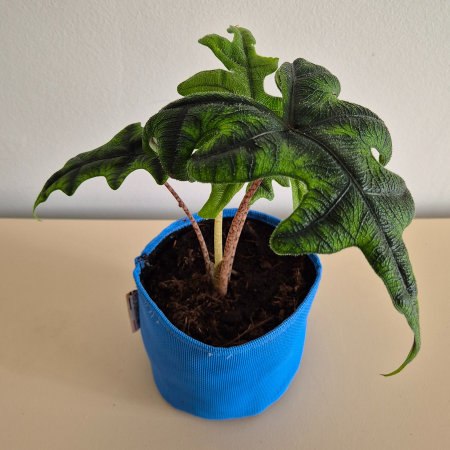 Alocasia Jacklyn