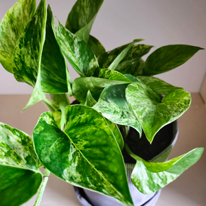 Epipremnum Marble Queen