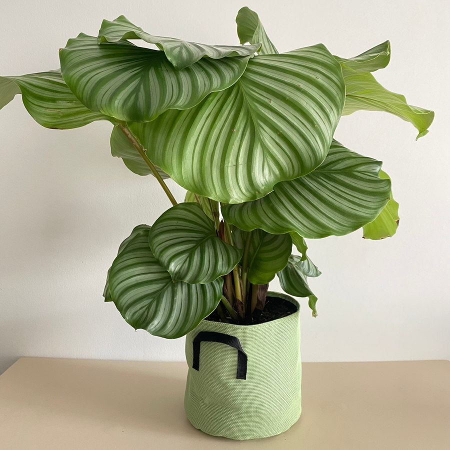 Calathea Orbifolia