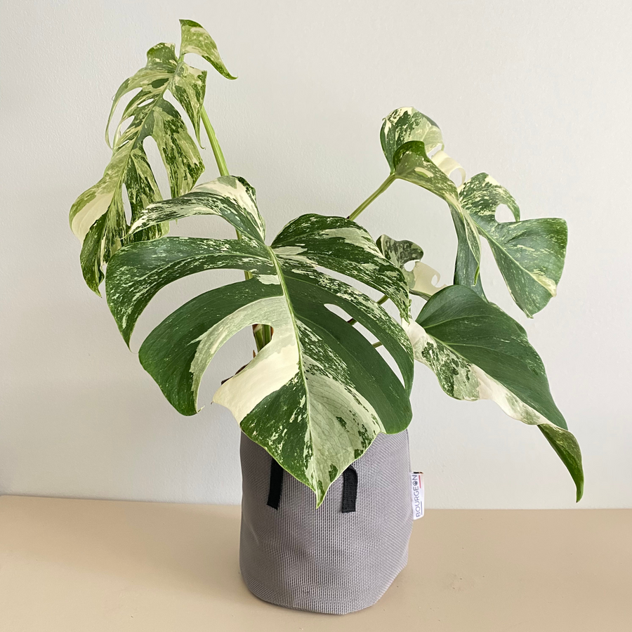 Monstera Deliciosa Variegata