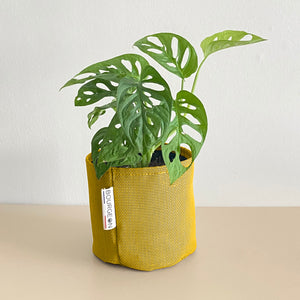 Monstera Adansonii - Monkey Mask