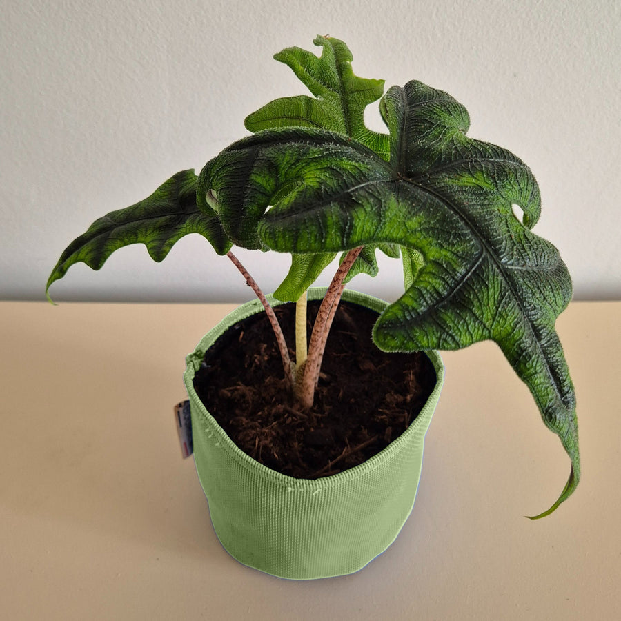 Alocasia Jacklyn - Bourgeon - Vert - Sans - J'ai déjà une soucoupe