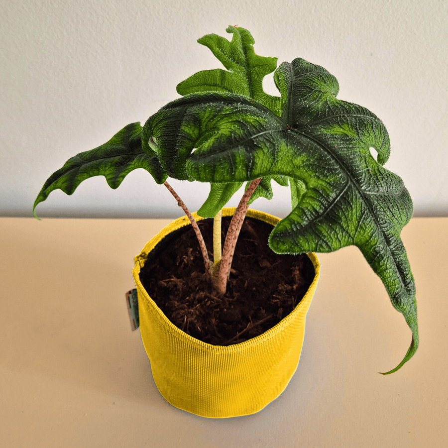 Alocasia Jacklyn - Bourgeon - Jaune - Sans - J'ai déjà une soucoupe