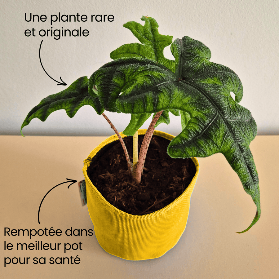 Alocasia Jacklyn - Bourgeon - Jaune - Sans - J'ai déjà une soucoupe