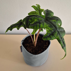 Alocasia Jacklyn - Bourgeon - Gris - Sans - J'ai déjà une soucoupe