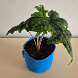 Alocasia Jacklyn - Bourgeon - Bleu - Sans - J'ai déjà une soucoupe