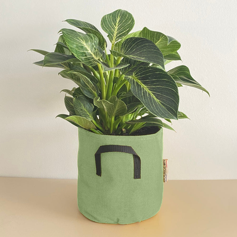 Philodendron Birkin