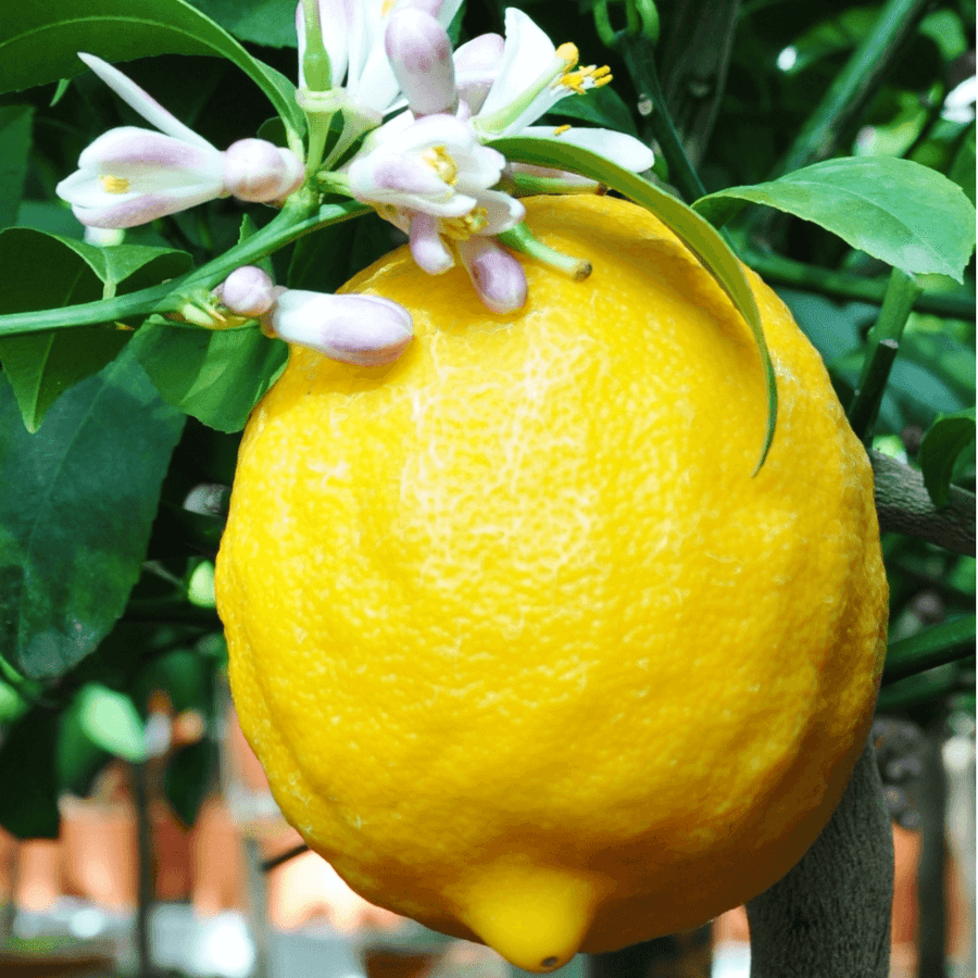 Citronnier jaune - Citrus Lemon