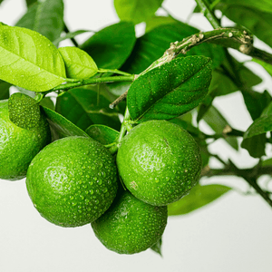 Citronnier vert - Citrus Lime