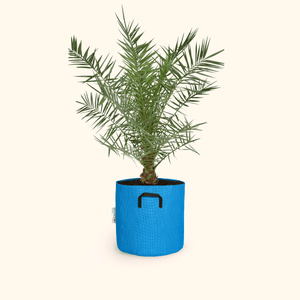 Dattier des Canaries - Phoenix Canariensis - Bourgeon - Moyen - 90cm - Bleu