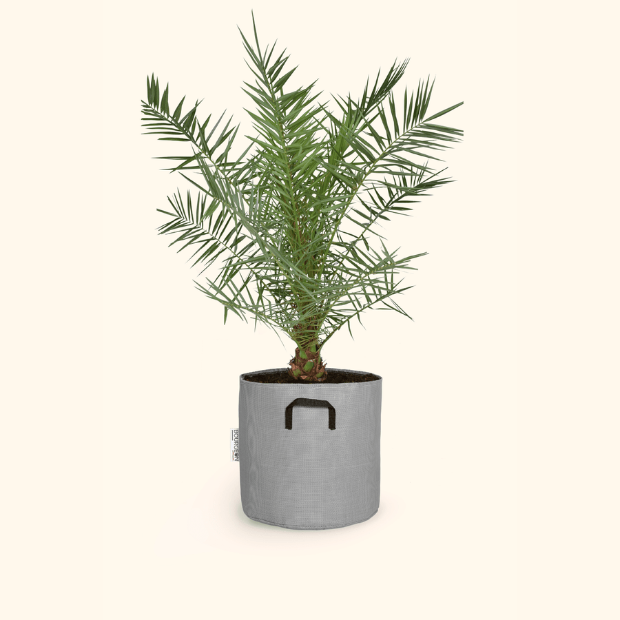 Dattier des Canaries - Phoenix Canariensis - Bourgeon - Moyen - 90cm - Gris