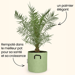 Dattier des Canaries - Phoenix Canariensis - Bourgeon - Moyen - 90cm - Vert