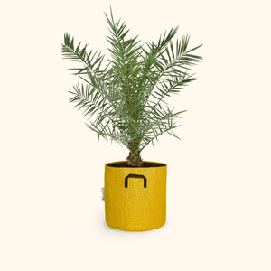 Dattier des Canaries - Phoenix Canariensis - Bourgeon - Moyen - 90cm - Jaune