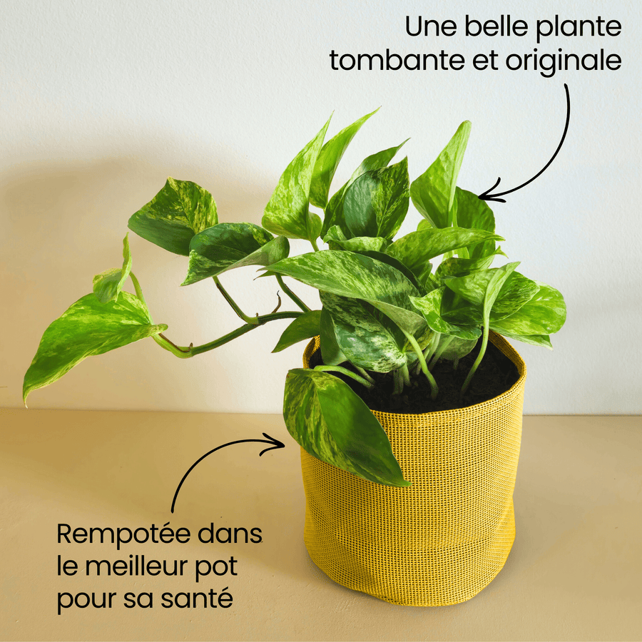 Epipremnum Marble Queen - Bourgeon - Jaune - Sans - J'ai déjà une soucoupe