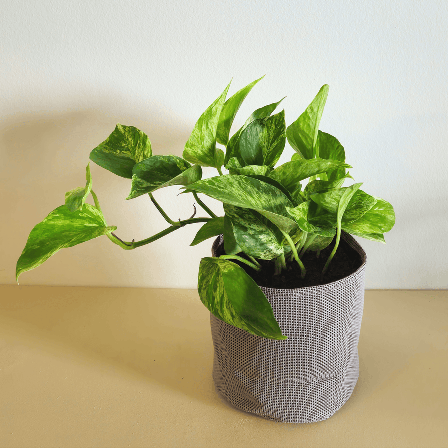 Epipremnum Marble Queen - Bourgeon - Gris - Sans - J'ai déjà une soucoupe