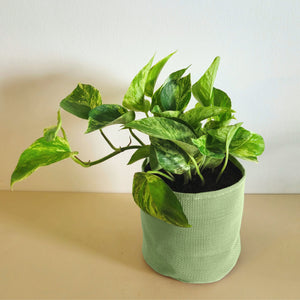 Epipremnum Marble Queen - Bourgeon - Vert - Sans - J'ai déjà une soucoupe