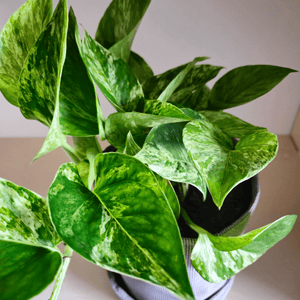 Epipremnum Marble Queen - Bourgeon - Jaune - Sans - J'ai déjà une soucoupe