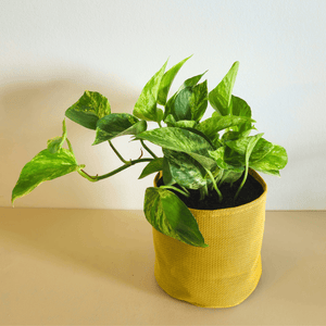 Epipremnum Marble Queen - Bourgeon - Jaune - Sans - J'ai déjà une soucoupe