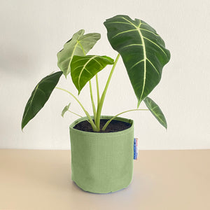 Alocasia Frydek