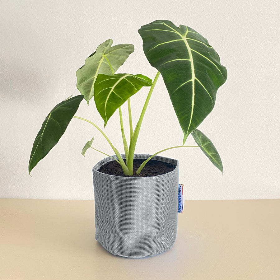 Alocasia Frydek