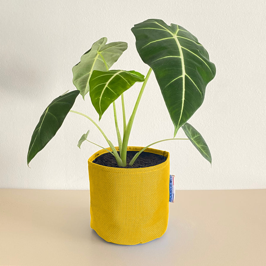 Alocasia Frydek