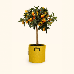 Kumquat - Citrus Kumquat - Bourgeon - Petit - 60cm - Jaune