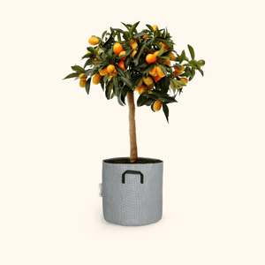 Kumquat - Citrus Kumquat - Bourgeon - Petit - 60cm - Gris