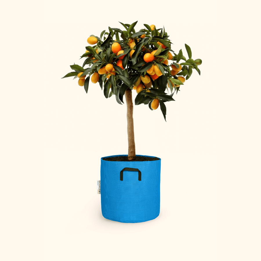 Kumquat - Citrus Kumquat - Bourgeon - Petit - 60cm - Bleu