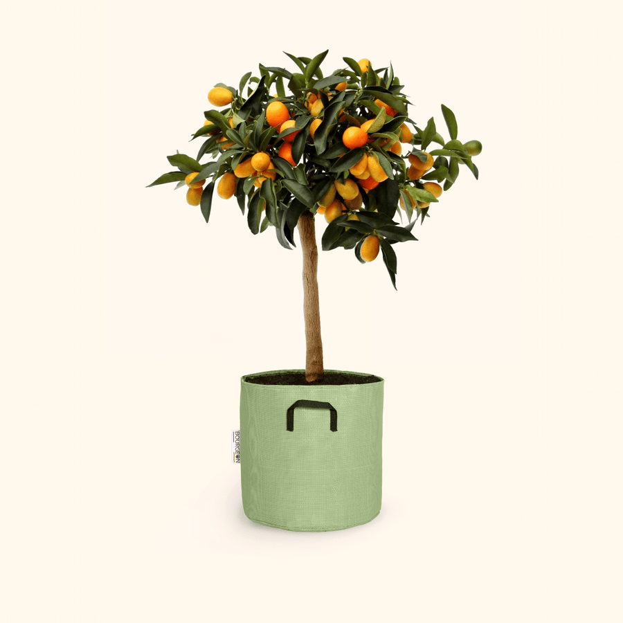 Kumquat - Citrus Kumquat - Bourgeon - Petit - 60cm - Vert