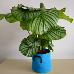 Calathea Orbifolia