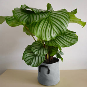 Calathea Orbifolia