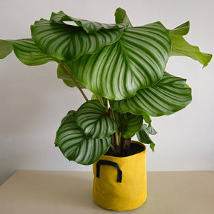 Calathea Orbifolia