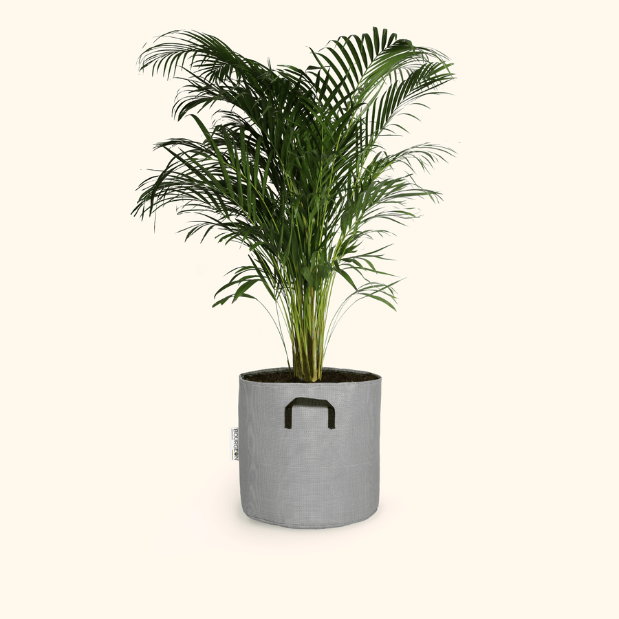 Palmier Areca - Dypsis Lutescens - Bourgeon - Moyen - 90cm - Gris