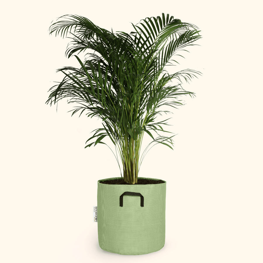 Palmier Areca - Dypsis Lutescens - Bourgeon - Géant - 160cm - Vert