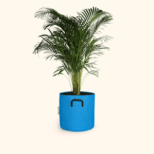 Palmier Areca - Dypsis Lutescens - Bourgeon - Moyen - 90cm - Bleu