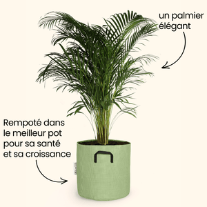 Palmier Areca - Dypsis Lutescens - Bourgeon - Moyen - 90cm - Vert