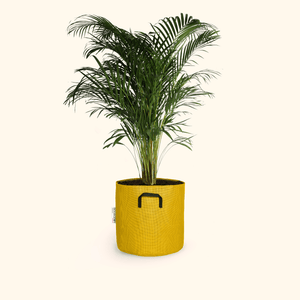 Palmier Areca - Dypsis Lutescens - Bourgeon - Moyen - 90cm - Jaune