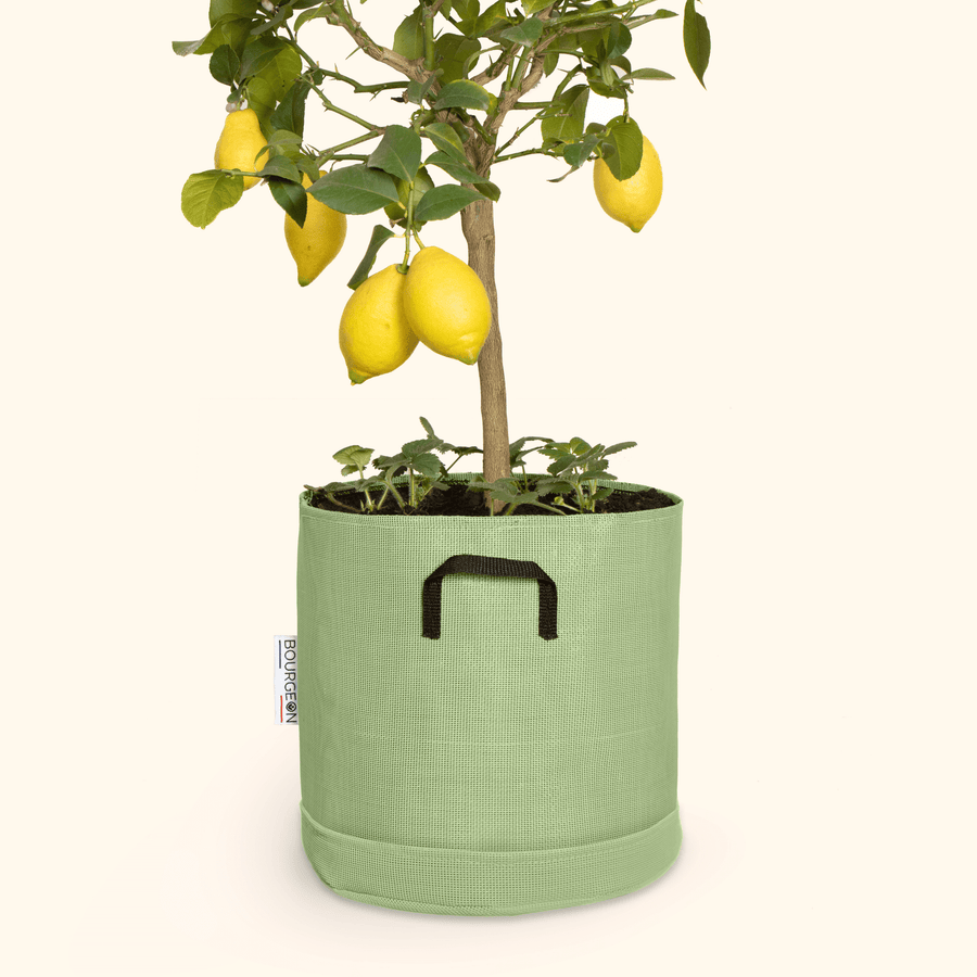 Soucoupe étanche premium - Bourgeon - Pour pot ∅30cm - Vert