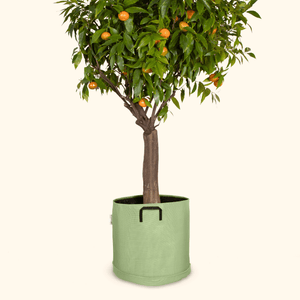 Soucoupe étanche premium - Bourgeon - Pour pot ∅40cm - Vert