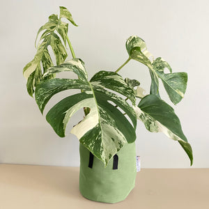 Monstera Deliciosa Variegata